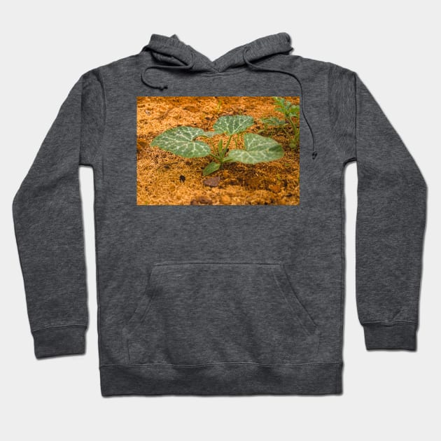 lla melon Hoodie by pcfyi